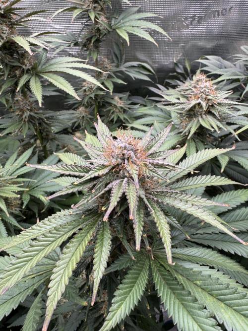 Fruity Durban (Serious Seeds). Week 13