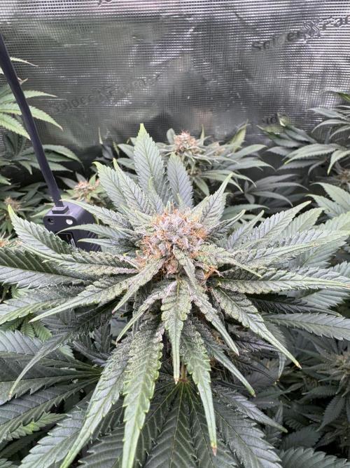 Fruity Durban (Serious Seeds). Week 13