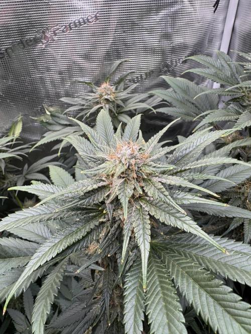 Fruity Durban (Serious Seeds). Week 13