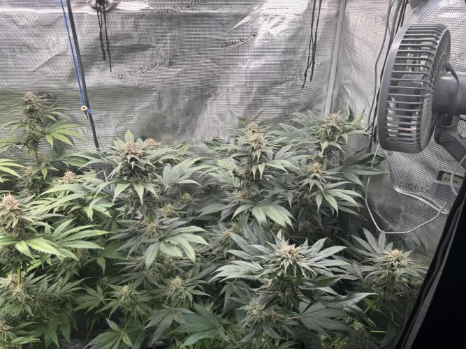 Fruity Durban (Serious Seeds). Week 13