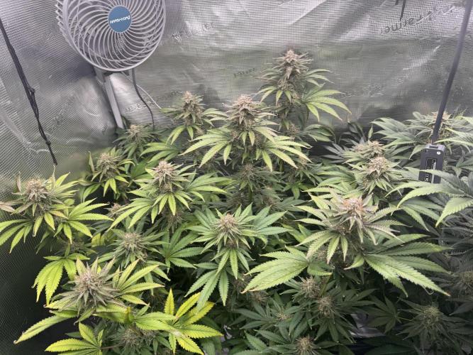 Fruity Durban. Week 13