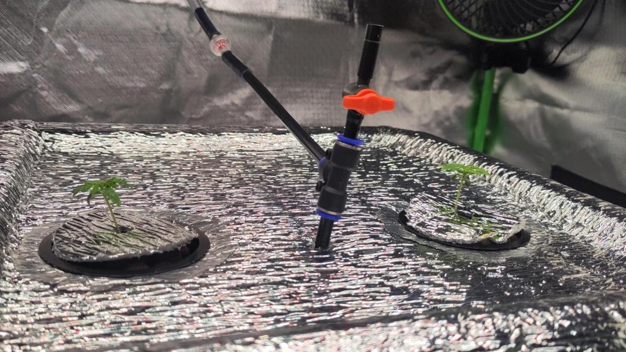 Self Made Dünger/ Mineralisch. Week 0 - Erste 2 Wochen kein Bild dieses Größe vorhanden. ... 