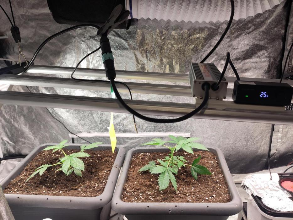 Self Made Dünger/ Mineralisch. Week 2 - Getoppt, alle 3