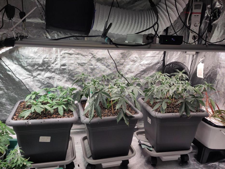 Self Made Dünger/ Mineralisch. Week 3 - 1xNL - links.   W2x WM - rechts