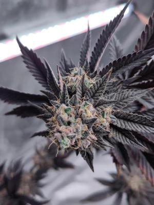 Comment by Lexxier photo #1