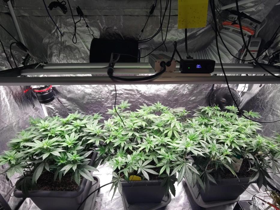 Self Made Dünger/ Mineralisch. Week 4