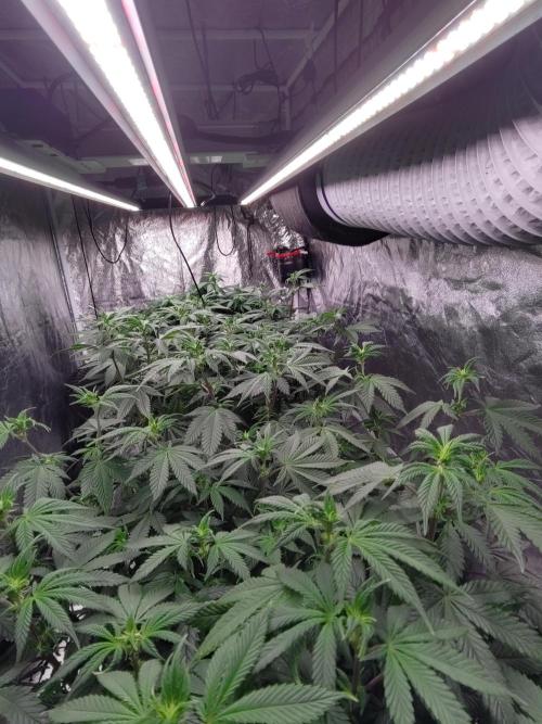 Self Made Dünger/ Mineralisch. Week 5 - Es füllt sich