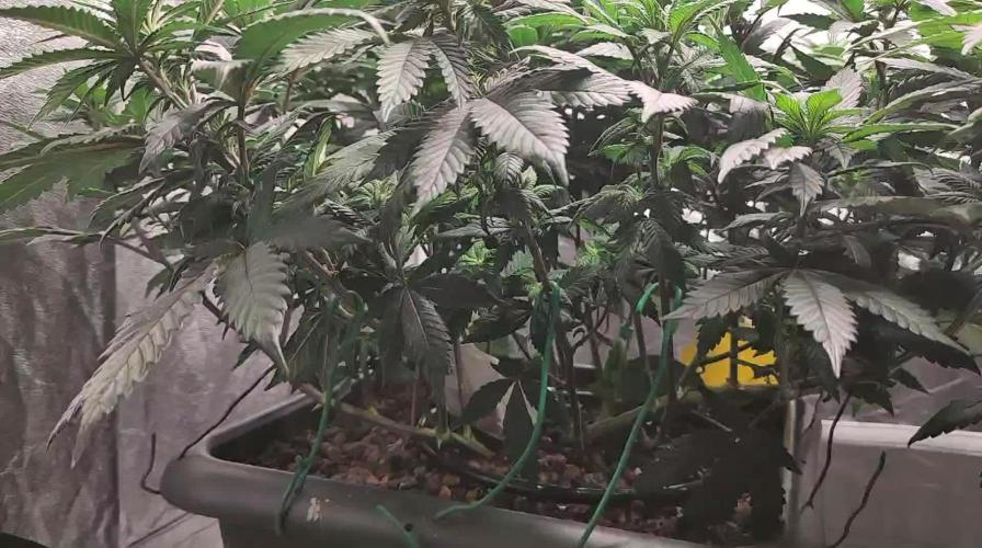 Self Made Dünger/ Mineralisch