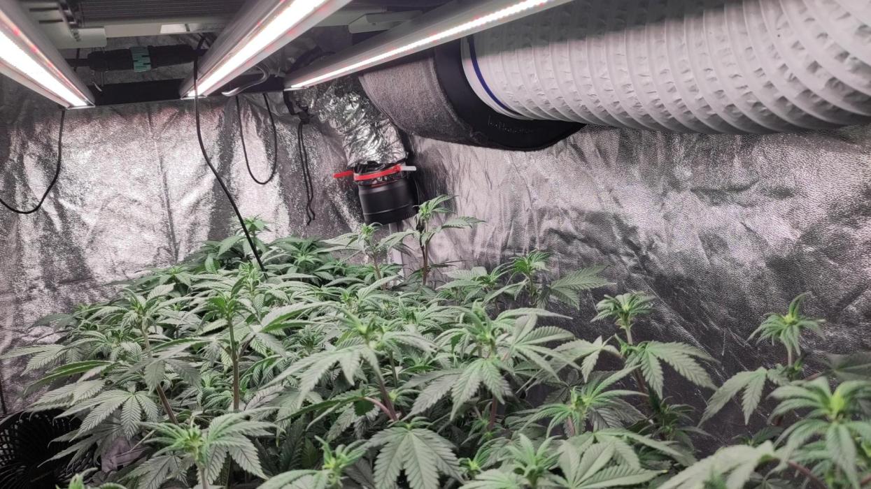 Self Made Dünger/ Mineralisch. Week 6 - Wird gut