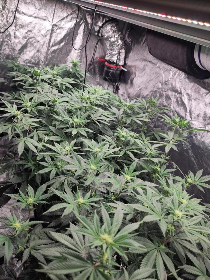 Self Made Dünger/ Mineralisch. Week 7 - Kanns kaum erwarten...
Bisschen Mehltau...
Schwefelnetz eingesetzt