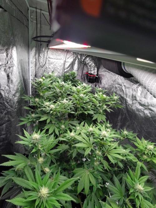 Self Made Dünger/ Mineralisch. Week 8