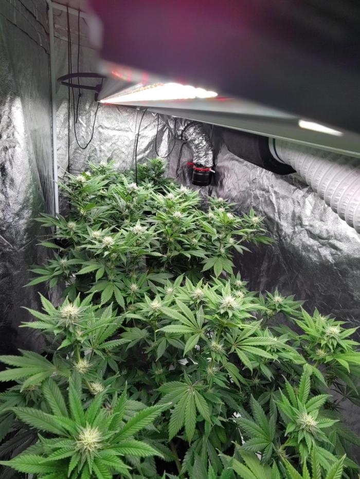 Self Made Dünger/ Mineralisch. Week 9