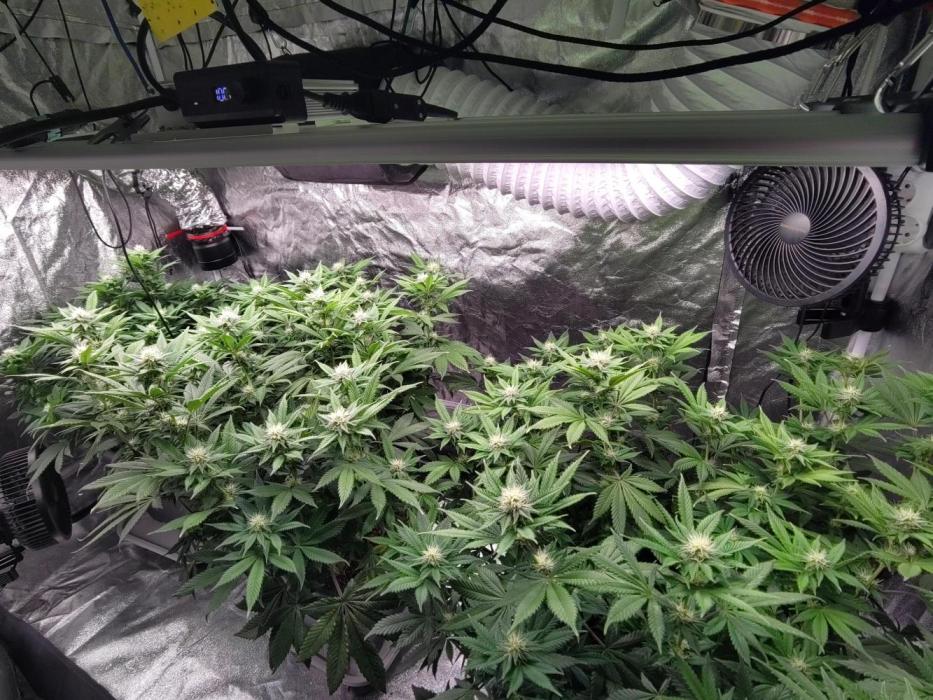 Self Made Dünger/ Mineralisch. Week 10 - Keine Fotos aus Bloom 10-13... Vorhanden... Speicherkarten Fehler...