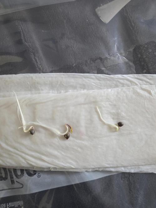 Grow #1 NYC yrrrrp. Week 0