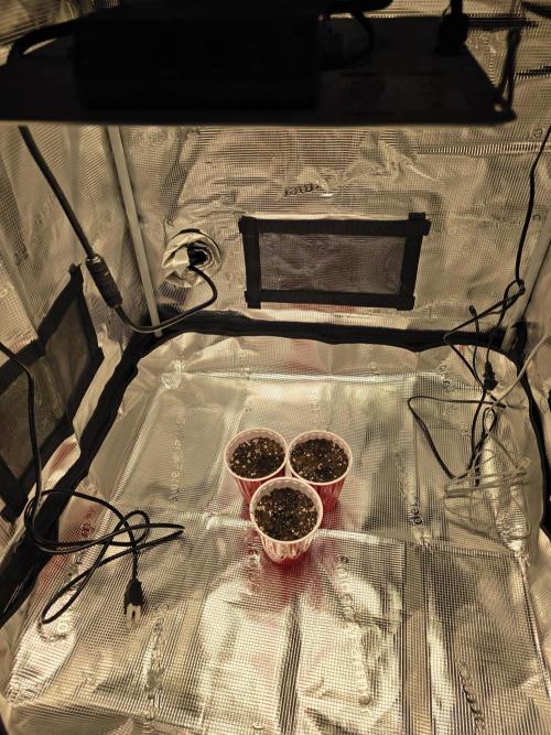 Grow #1 NYC yrrrrp. Week 0