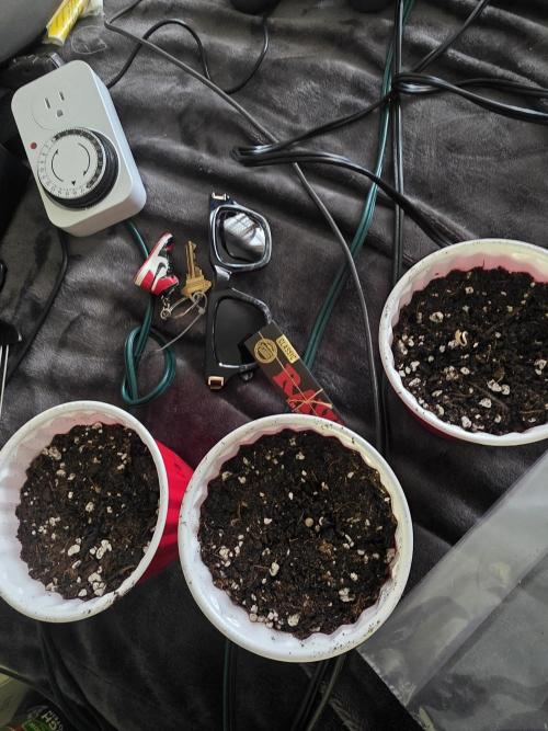 Grow #1 NYC yrrrrp. Week 0