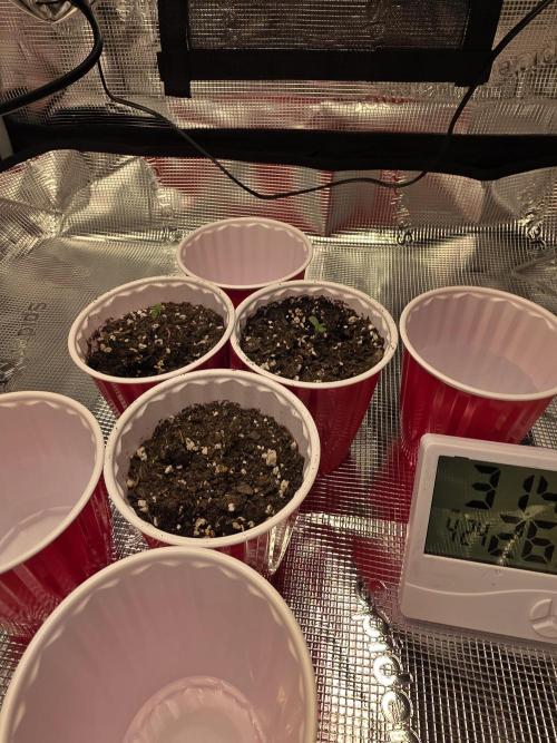 Grow #1 NYC yrrrrp. Week 1