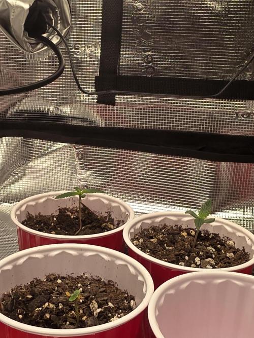 Grow #1 NYC yrrrrp. Week 1