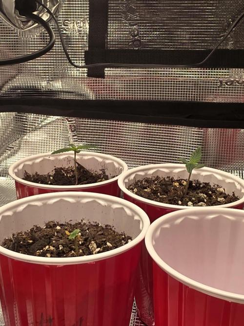 Grow #1 NYC yrrrrp. Week 1