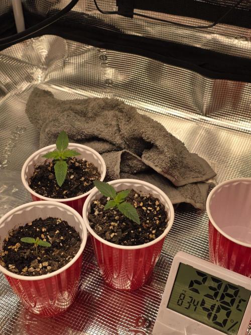 Grow #1 NYC yrrrrp. Week 2 - Day 9