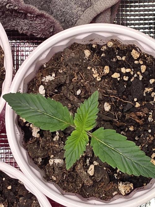 Grow #1 NYC yrrrrp. Week 2