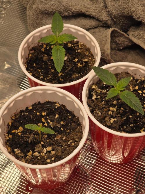 Grow #1 NYC yrrrrp. Week 2