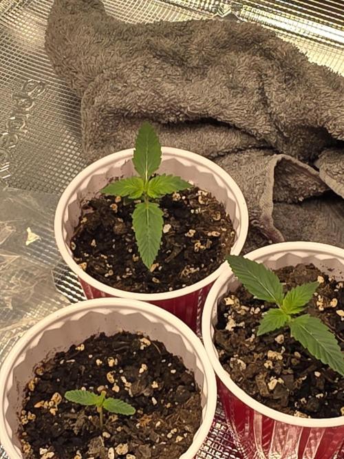 Grow #1 NYC yrrrrp. Week 2