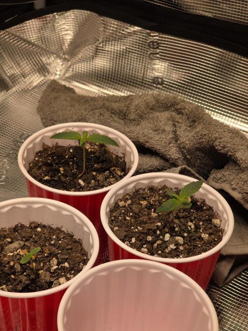 Grow #1 NYC yrrrrp. Week 2