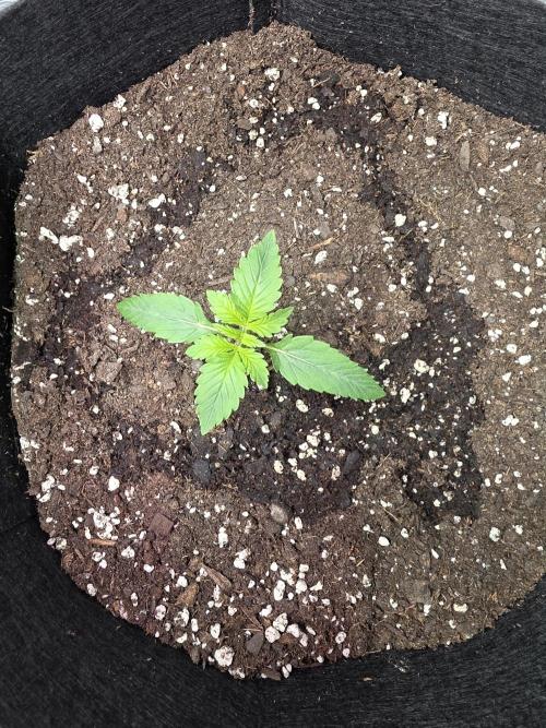 Grow #1 NYC yrrrrp. Week 2 - Day 10