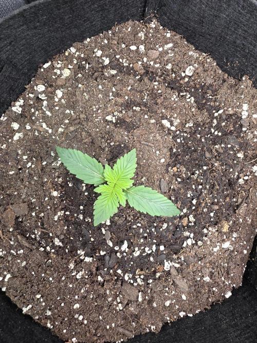 Grow #1 NYC yrrrrp. Week 2