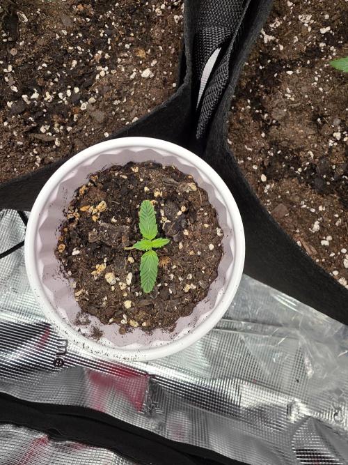 Grow #1 NYC yrrrrp. Week 2