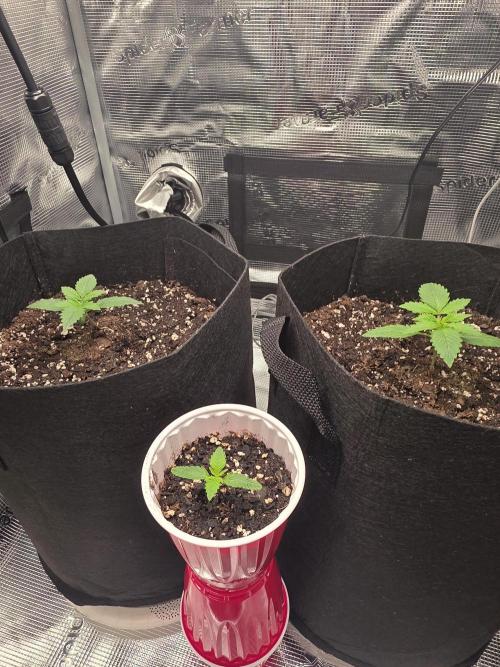 Grow #1 NYC yrrrrp. Week 2