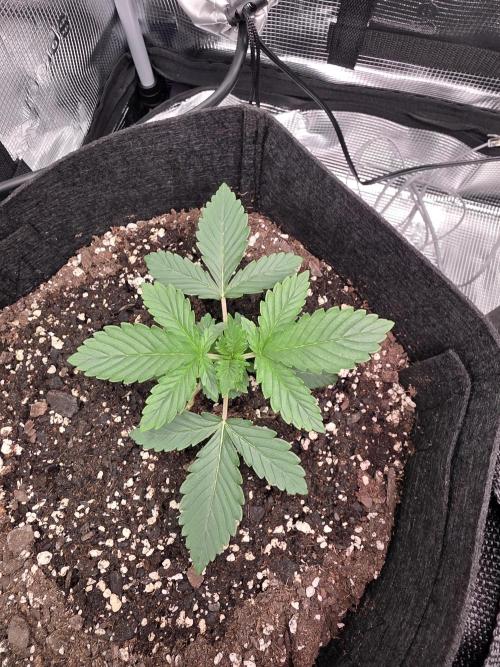 Grow #1 NYC yrrrrp. Week 3