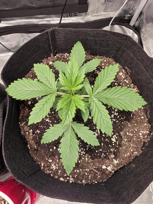 Grow #1 NYC yrrrrp. Week 3