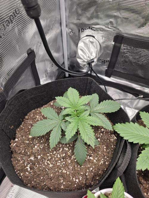 Grow #1 NYC yrrrrp. Week 3