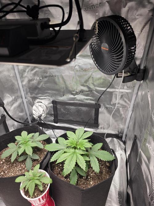 Grow #1 NYC yrrrrp. Week 3