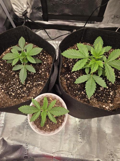 Grow #1 NYC yrrrrp. Week 4 - December 22