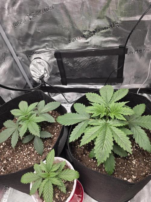 Grow #1 NYC yrrrrp. Week 4 - December 24