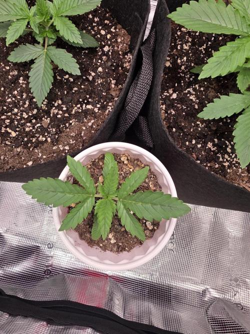 Grow #1 NYC yrrrrp. Week 4 - December 22