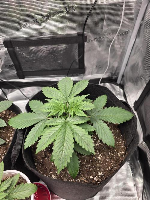 Grow #1 NYC yrrrrp. Week 4 - December 24