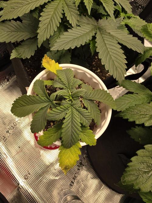 Grow #1 NYC yrrrrp. Week 4 - December 28
don't know what's going on here