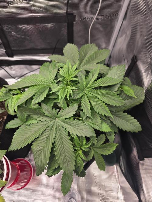 Grow #1 NYC yrrrrp. Week 5 - December 29