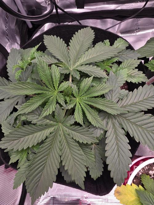 Grow #1 NYC yrrrrp. Week 5 - December 29