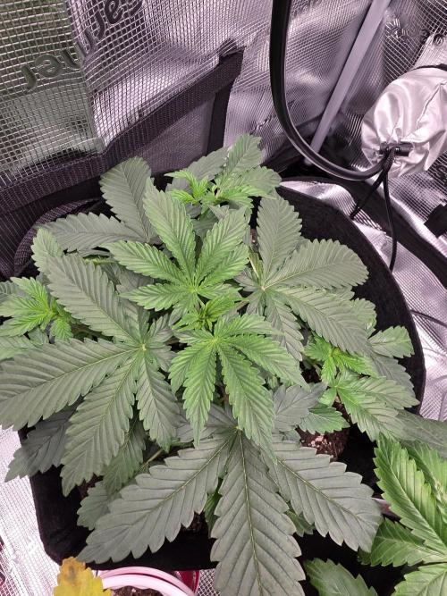 Grow #1 NYC yrrrrp. Week 5 - December 29