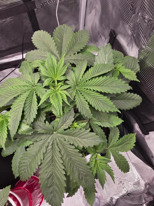 Grow #1 NYC yrrrrp. Week 5 - December 29