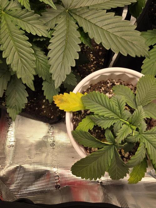 Grow #1 NYC yrrrrp. Week 5 - December 29