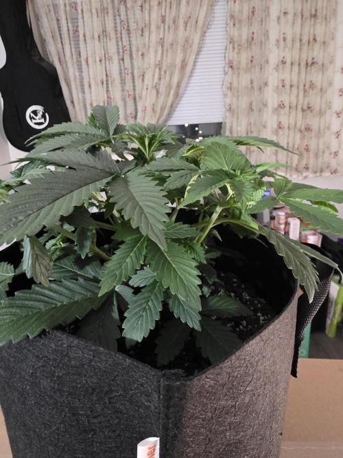 Grow #1 NYC yrrrrp. Week 5 - December 31