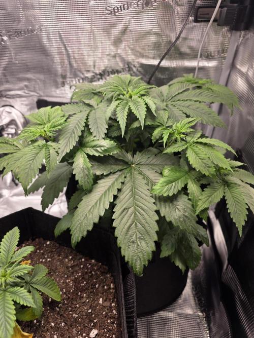 Grow #1 NYC yrrrrp. Week 5 - December 31