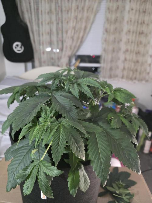 Grow #1 NYC yrrrrp. Week 5 - December 31