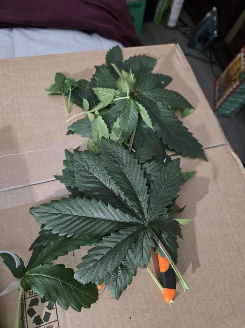 Grow #1 NYC yrrrrp. Week 5 - December 31